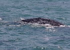 Bumps on the backs of gray whales are called knuckles.